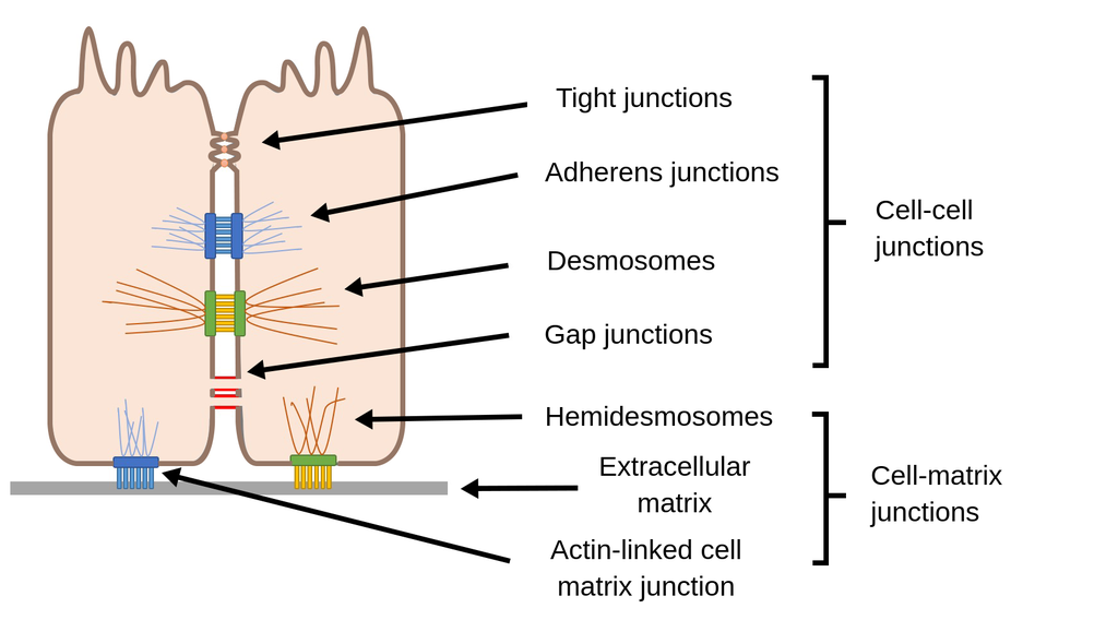 THE INTRICATE ARCHITECTURE OF THE CELL SURFACE: MODIFICATIONS AND THE JUNCTION COMPLEX