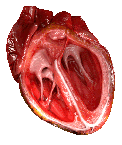 THE BASICS OF HEART PUMPING EXPLAINED