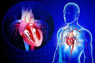 ORGANIZATION OF CARDIOVASCULAR SYSTEM