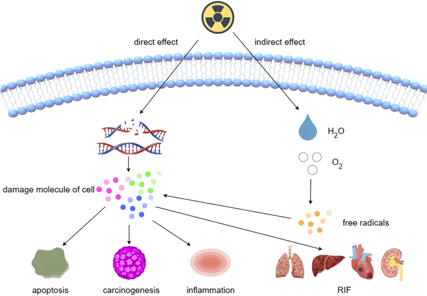 EXPLORING RADIATION CARCINOGENESIS: MECHANISMS BEHIND CANCER FORMATION