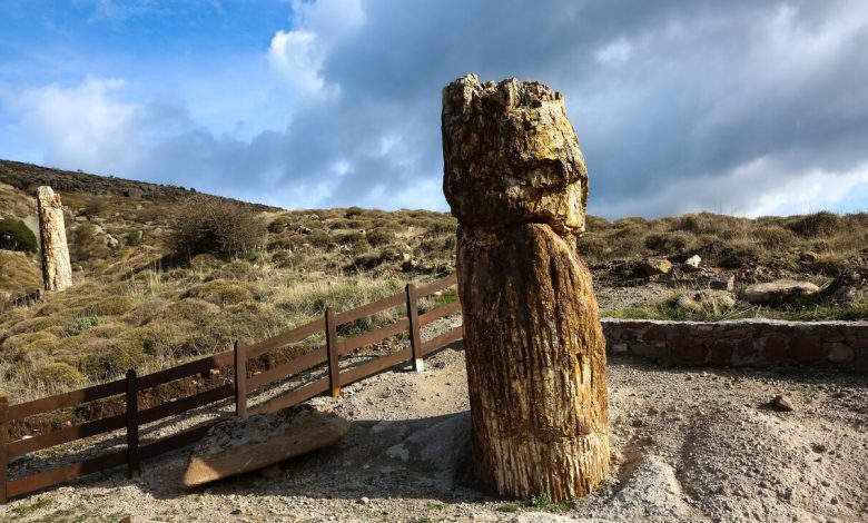 APOLITHOMENO-DASOS-780x470-1