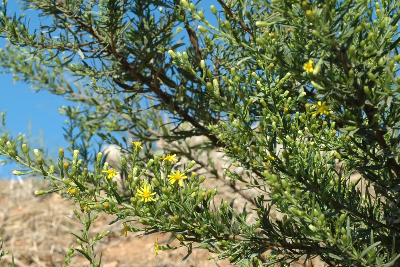 giort-5 Eορτολόγιο-Ποιοι γιορτάζουν σήμερα 21 Φεβρουαρίου: Άγιος Ζαχαρίας