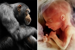 ispΑniΑ-perissotera-anthropina-dikeomata-stous ΙΣΠΑΝΙΑ: Περισσότερα ανθρώπινα δικαιώματα στους πιθήκους παρά στα αγέννητα μωρά;