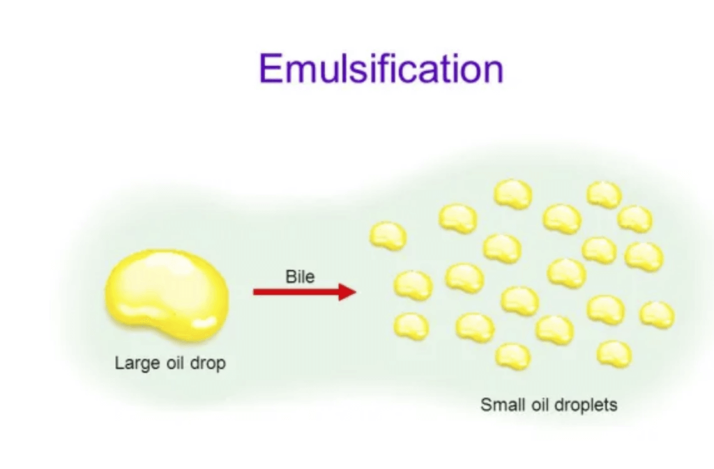 THE SCIENCE BEHIND EMULSIFICATION AND ITS IMPACT ON YOUR DIGESTIVE HEALTH