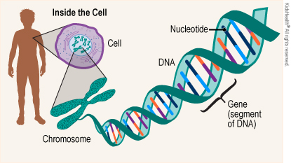Gene A Enil