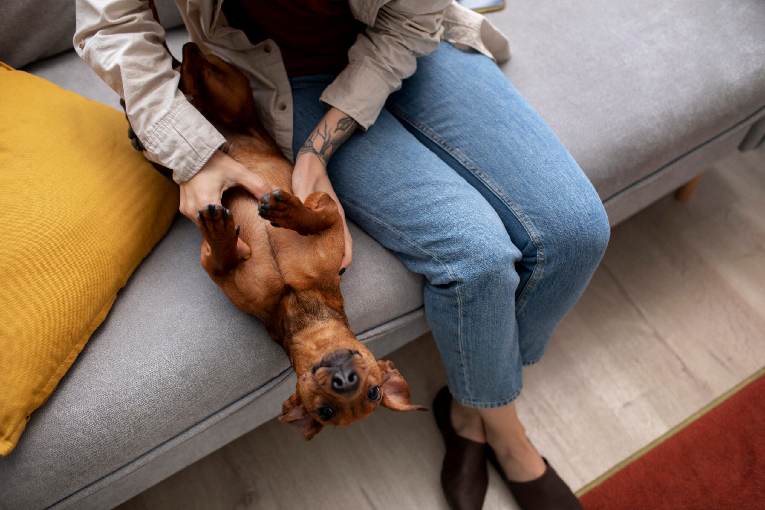 Pet-Sitter-ergasia-i-doulia