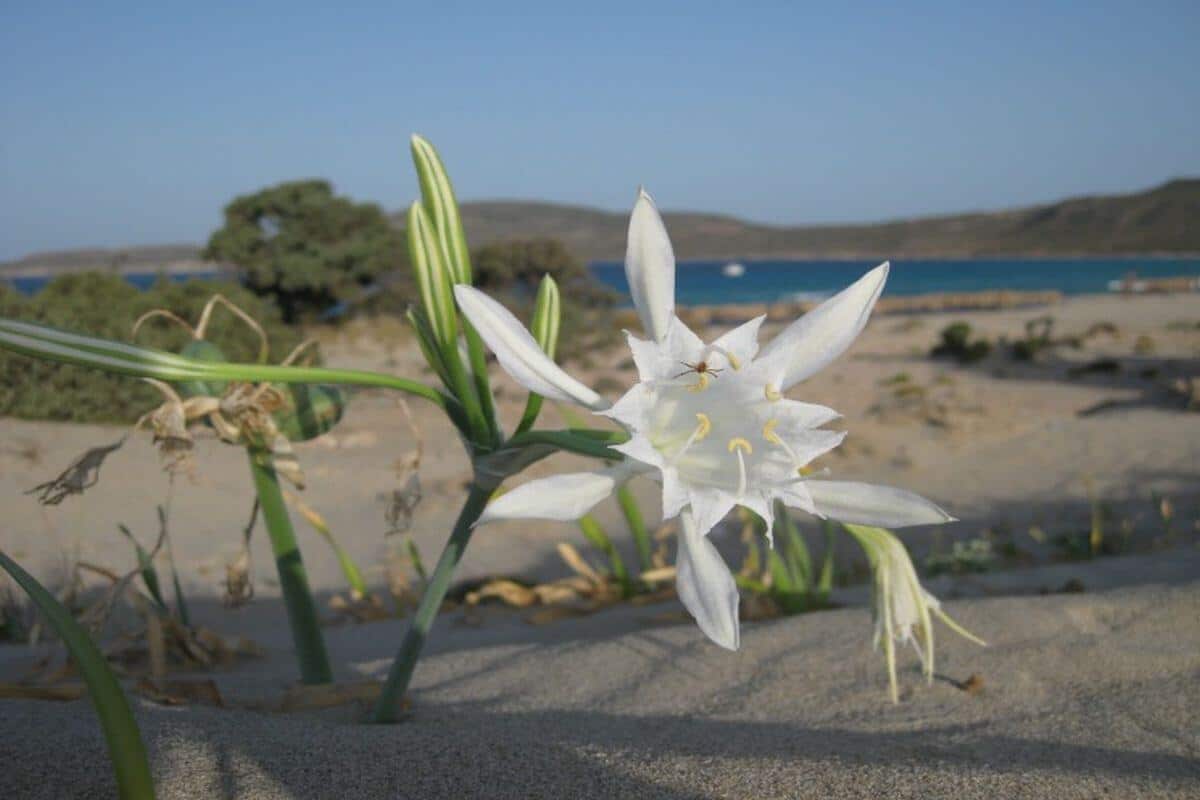 ta-krinakia-tis-panagias