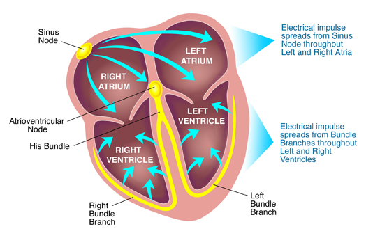 THE ELECTRICAL SYMPHONY: UNRAVELING THE HEART’S EXCITABILITY AND REGULATION