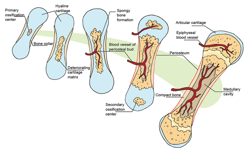 BONE DEVELOPMENT: OSSIFICATION