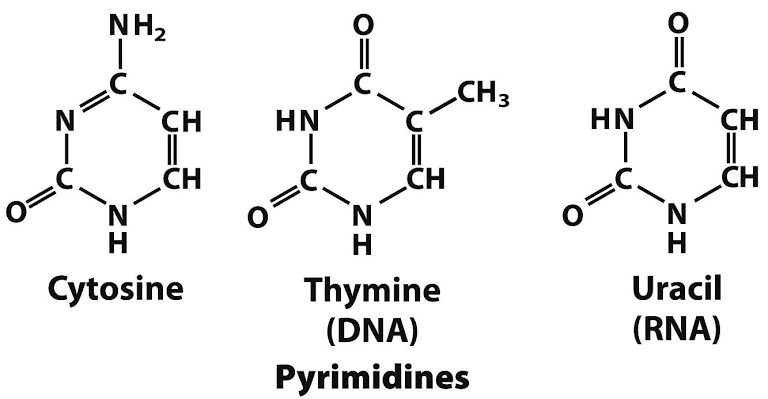 EASY GUIDE TO PYRIMIDINE SYNTHESIS AND BREAKDOWN