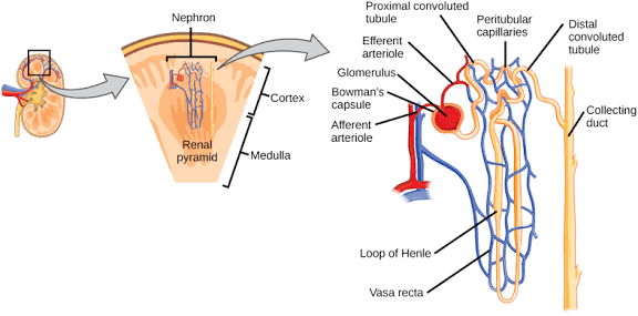 HOW TUBULAR REABSORPTION AND SECRETION AFFECT OVERALL KIDNEY HEALTH