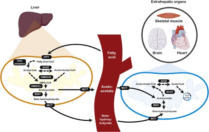 THE SCIENCE BEHIND KETONE BODIES EXPLAINED