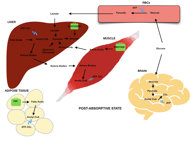 INTEGRATED METABOLISM AND HORMONAL REGULATION