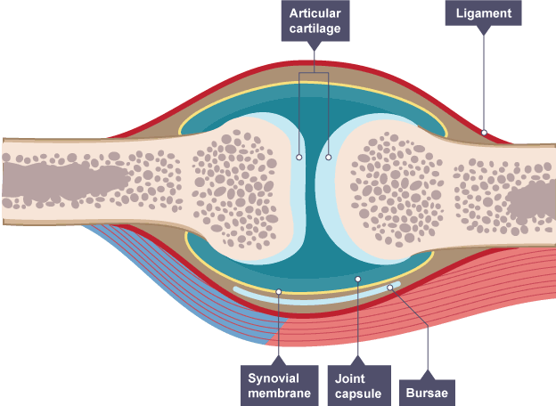 GENERAL CONCEPTS OF JOINTS