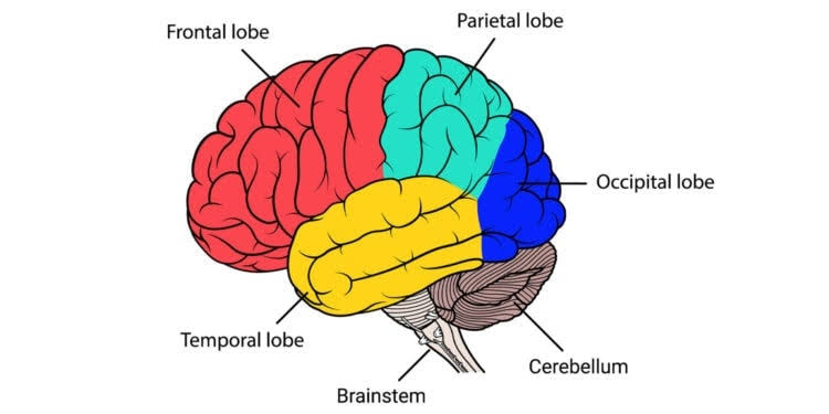 CEREBELLUM: A GUIDE TO ITS STRUCTURE AND FUNCTIONS