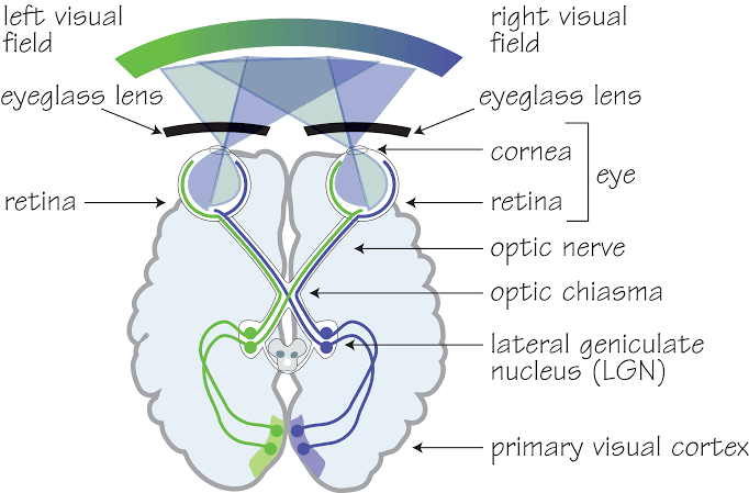 NEURO-OPHTHALMOLOGY