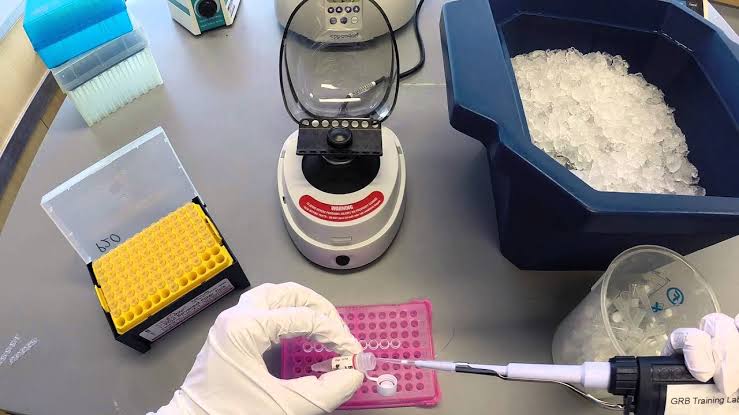 RESTRICTION DIGESTION OF VECTOR AND INSERT WITH NCOI AND XHOI