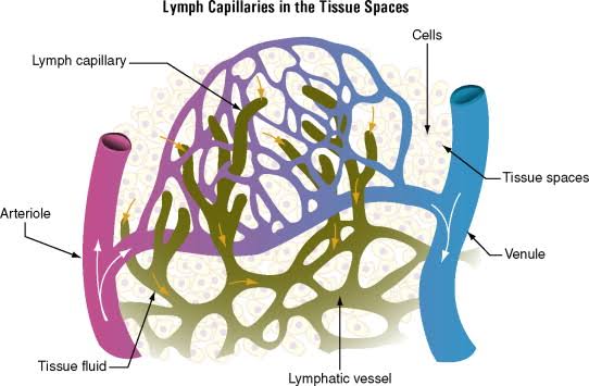 KEY FACTS ABOUT PULMONARY CAPILLARY EXCHANGE