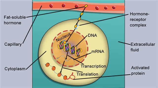 HOW HORMONES WORK IN THE BODY