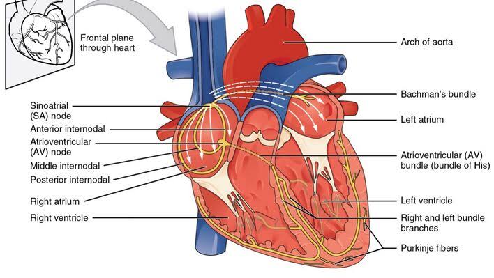 SURFACE ANATOMY OF THE CARDIOVASCULAR SYSTEM
