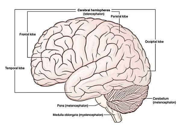 CONTROL OF MOVEMENTS AND POSTURE: MOTOR FUNCTIONS OF CEREBRUM AND BRAIN STEM