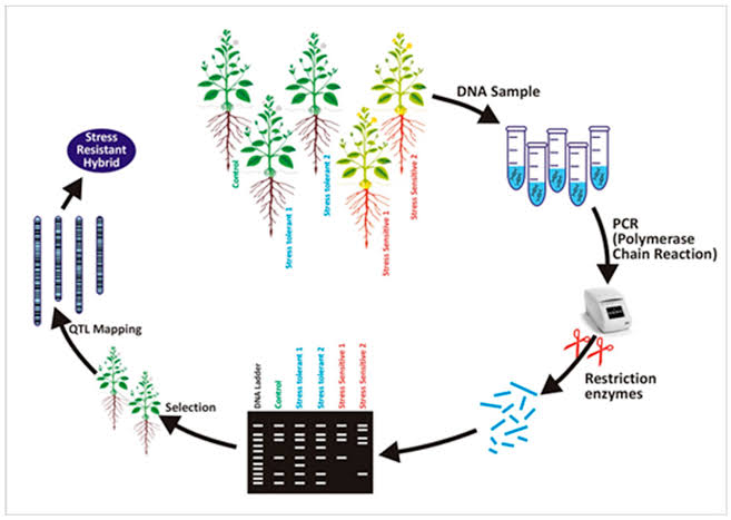 PLANT MOLECULAR MARKERS AND THEIR APPLICATIONS