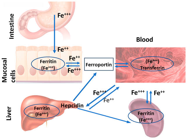 IRON METABOLISM: WHAT YOU NEED TO KNOW NOW