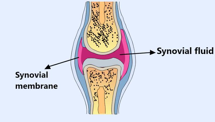 SYNOVIAL FLUID COMPOSITION AND THE SYNTHESIS OF VITAMIN D-3