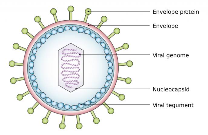 ORGANIZATION OF VIRAL GENOMES