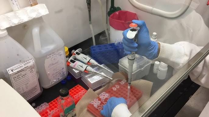 THE ISOLATION OF RNA FROM YEAST CELLS