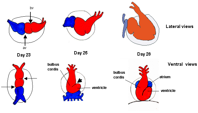 DEVELOPMENT OF THE HEART