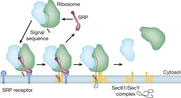 PROTEIN LOCALIZATION AND DYNAMICS