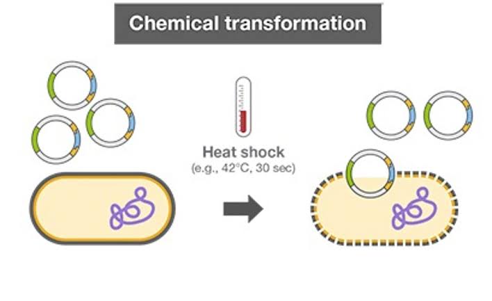 PREPARATION OF BACTERIAL COMPETENT CELLS AND TRANSFORMATION WITH PGLO PLASMID