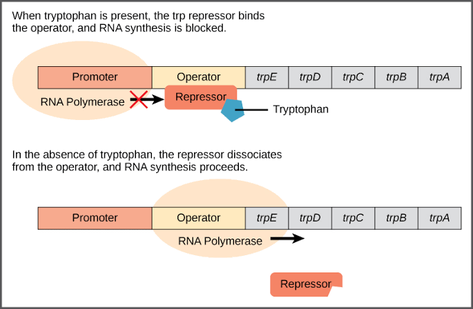 MANIPULATION OF GENE EXPRESSION IN PROKARYOTES