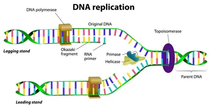 MODIFYING ENZYMES