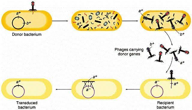 GENETIC MAPPING BY P1 TRANSDUCTION