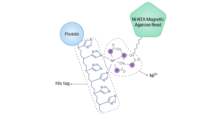 HYPER EXPRESSION OF POLY-HISTIDINE-TAGGED RECOMBINANT PROTEIN AND PURIFICATION USING NI AFFINITY RESIN