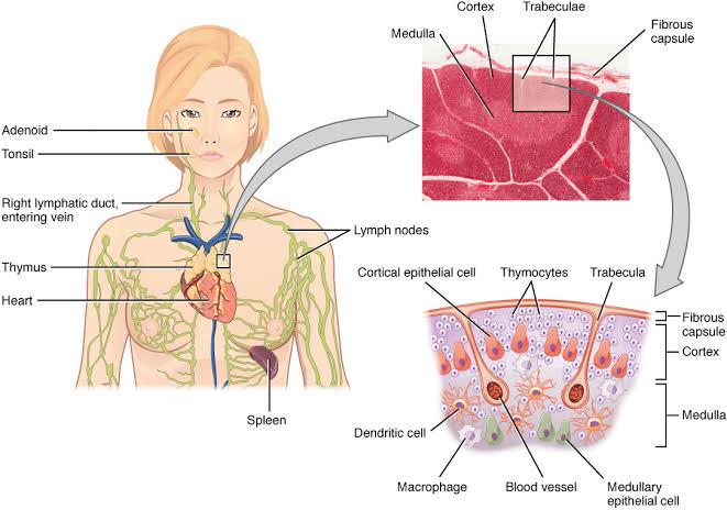 RAPID GUIDE TO LYMPHOID TISSUE HISTOLOGY