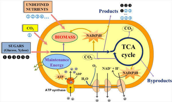 DIVERSE METABOLIC PATHWAYS IN MICROORGANISMS: FUNDAMENTAL PRINCIPLES