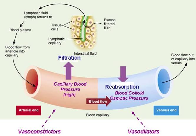 PULMONARY CAPILLARY DYNAMICS