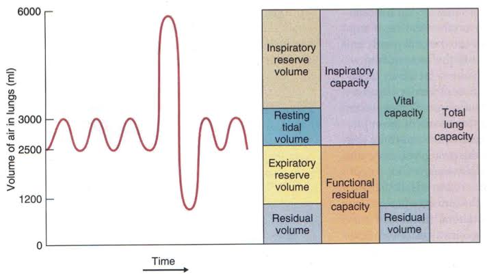 PULMONARY VOLUMES AND CAPACITIES: A COMPLETE OVERVIEW
