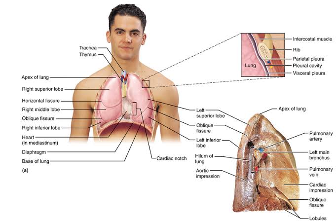 THORACIC CAGE, WALL AND RESPIRATORY MUSCLES INCLUDING THE DIAPHRAGM