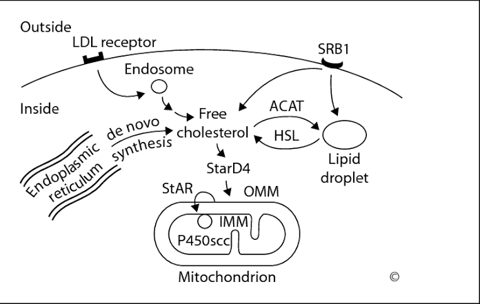 KEY STEPS IN THE PROCESS OF STEROIDOGENESIS