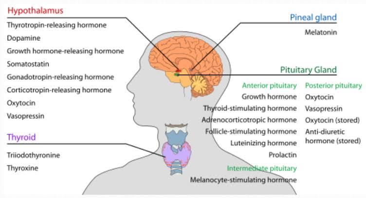 THE BASICS OF ENDOCRINE GLAND HISTOLOGY AND EMBRYOLOGY