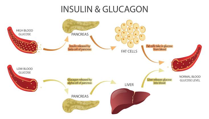 EXPLORING GLUCAGON: ITS MECHANISM OF ACTION AND THERAPEUTIC USES