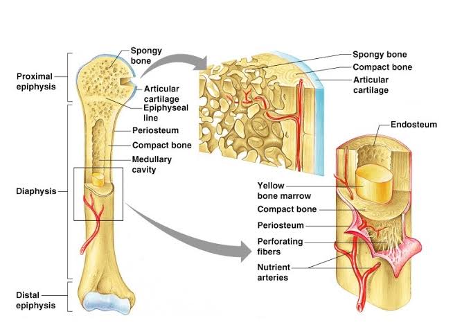 BIOCHEMISTRY OF BONE, CONNECTIVE TISSUE AND BONE METABOLISM