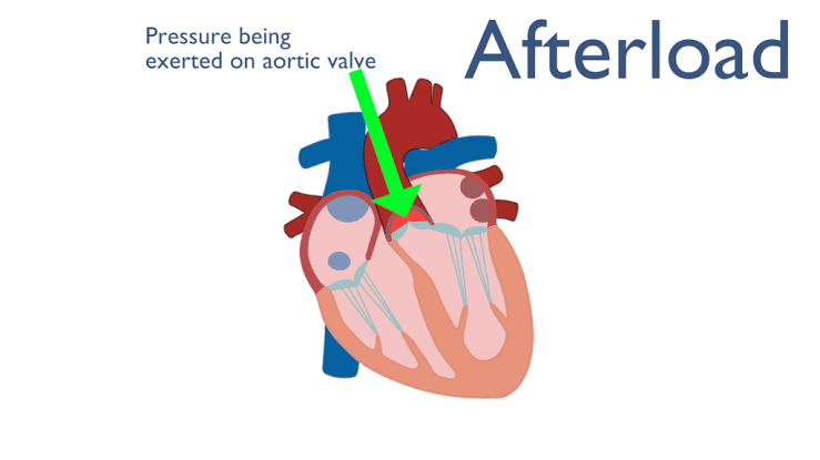 OPTIMIZING CARDIAC OUTPUT: THE ROLE OF PRELOAD AND AFTERLOAD