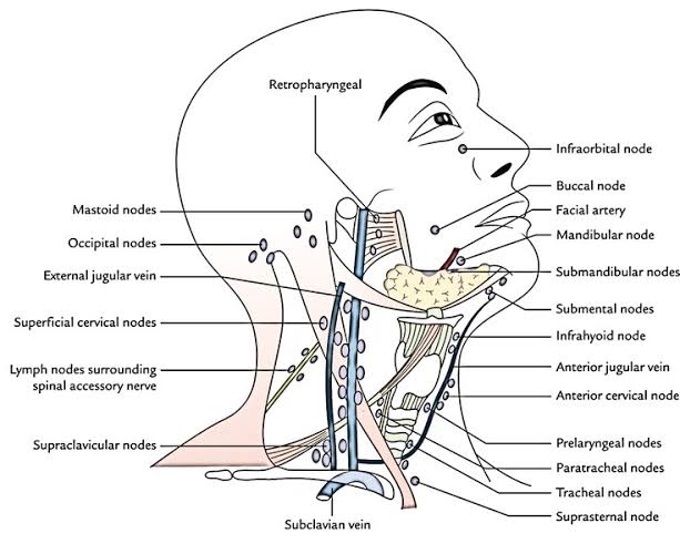 LYMPHATIC DRAINAGE OF THE NECK: COMPLETE ANATOMY GUIDE