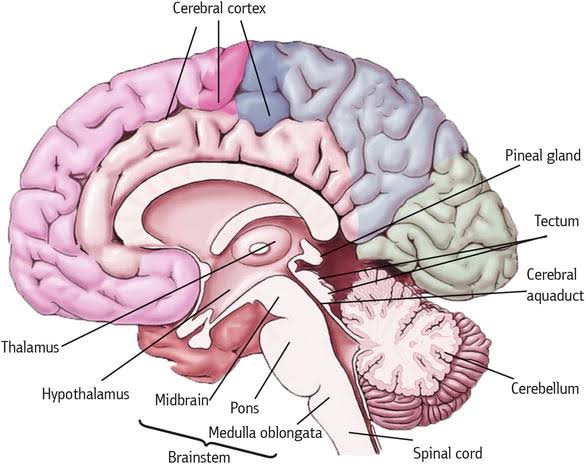 ANATOMICAL INSIGHTS: HOW THE PONS CONNECTS THE BRAIN AND BODY