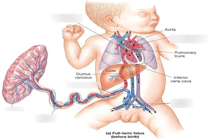 FETAL VESSELS AND CIRCULATION